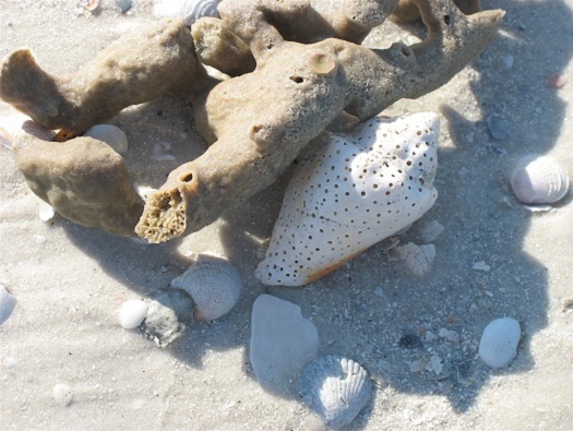 Collecting sea shells